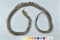 藏品(史丹吉氏斜鱗蛇)的圖片